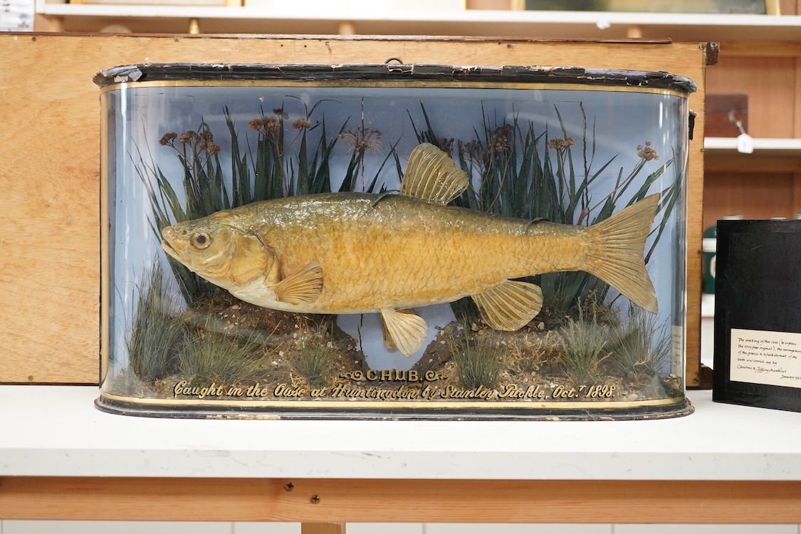 A taxidermy Chub in a bowed case, inscribed ‘Caught in the Ouse at Huntingdon, by Stanley Puckle, Oct. 1898’, 59cm wide